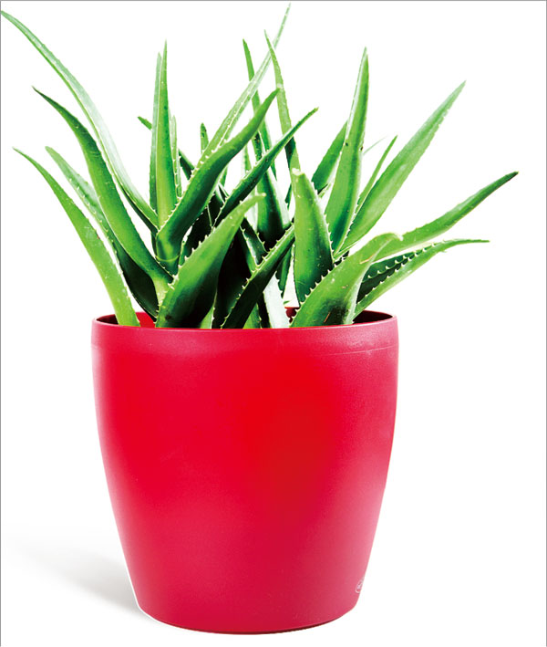 常見綠植冬天養(yǎng)護(hù)方法介紹