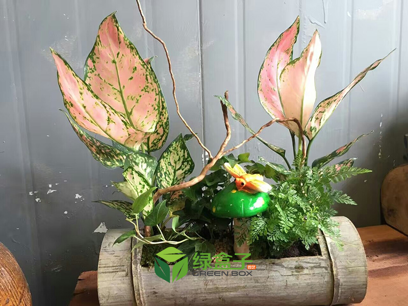 你可能不知道，幾種不宜進(jìn)屋的花草