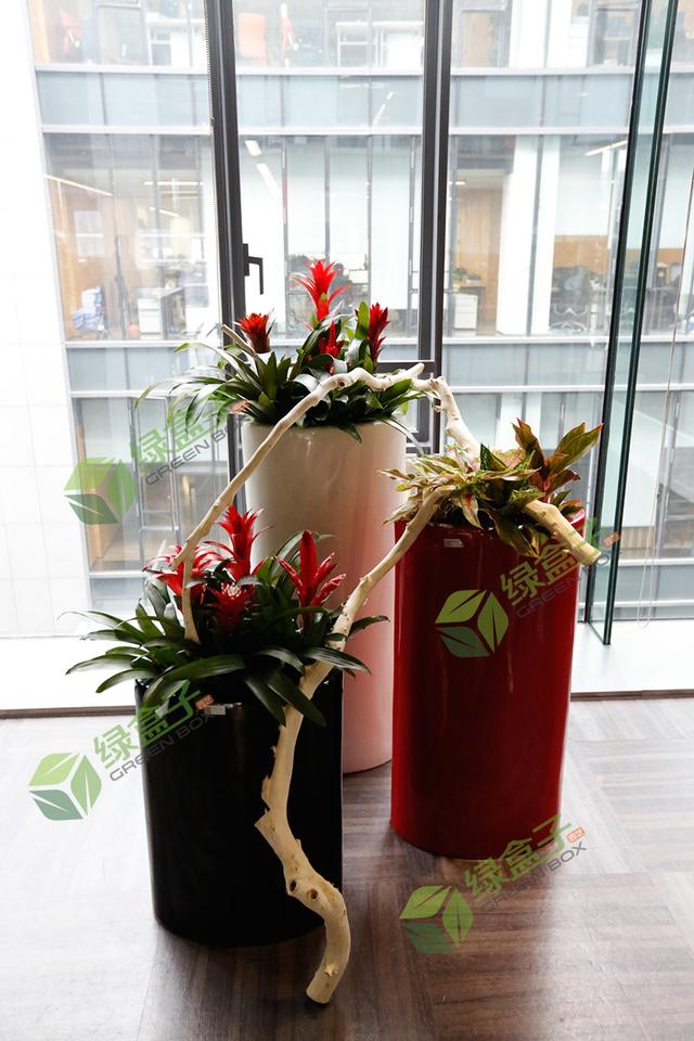 重慶植物租擺如何巧治室內(nèi)花木病蟲(chóng)害