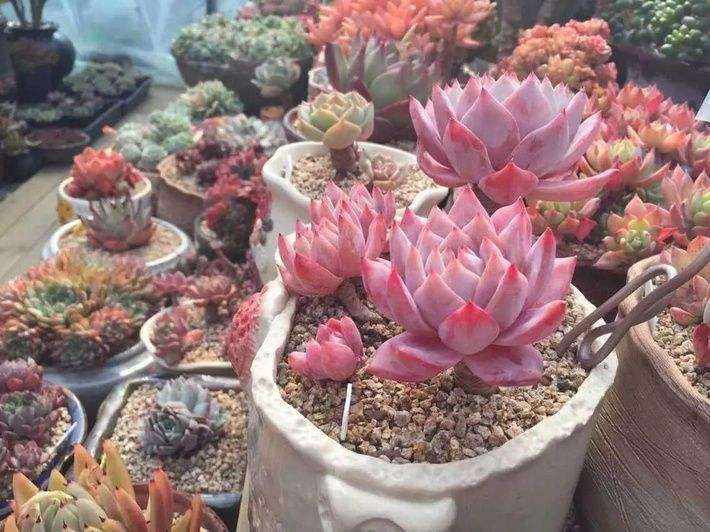 重慶植物租賃高溫多雨防止病蟲(chóng)害