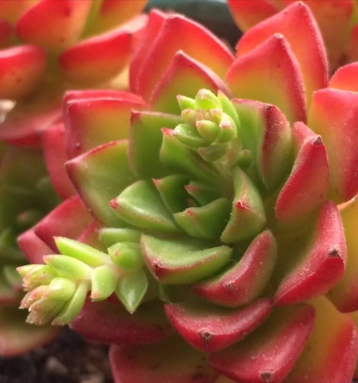 重慶植物租賃多肉植物葉片變軟如何解決？