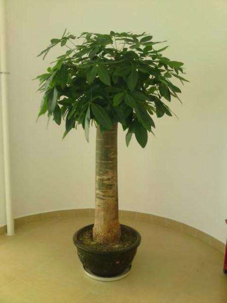 植物租賃發(fā)財(cái)樹(shù)的養(yǎng)護(hù)技巧