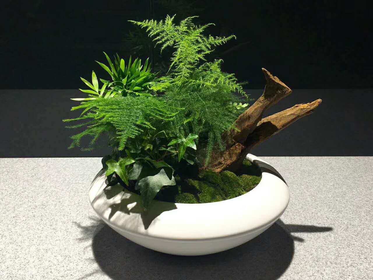 為什么要選擇租賃植物而不選擇直接購買？