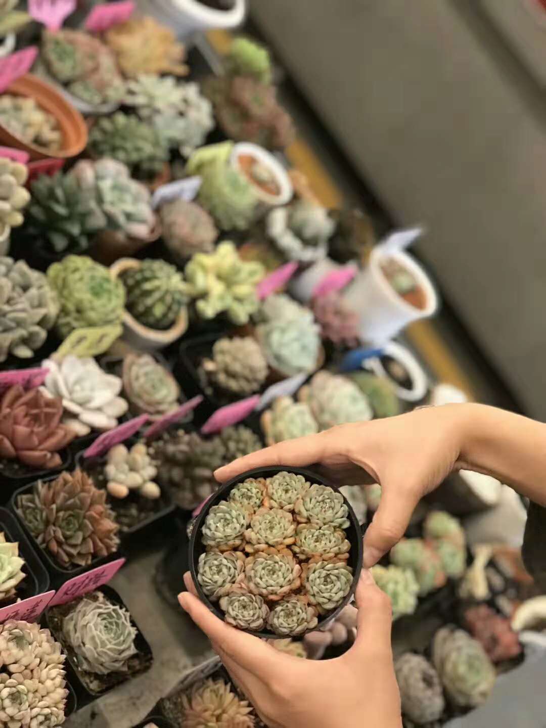 花卉租擺哪家好？