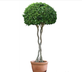 冬季怎么養(yǎng)護花卉？