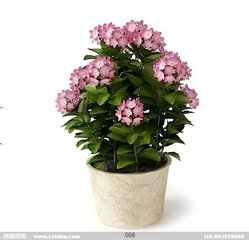 哪些植物可以凈化空氣？