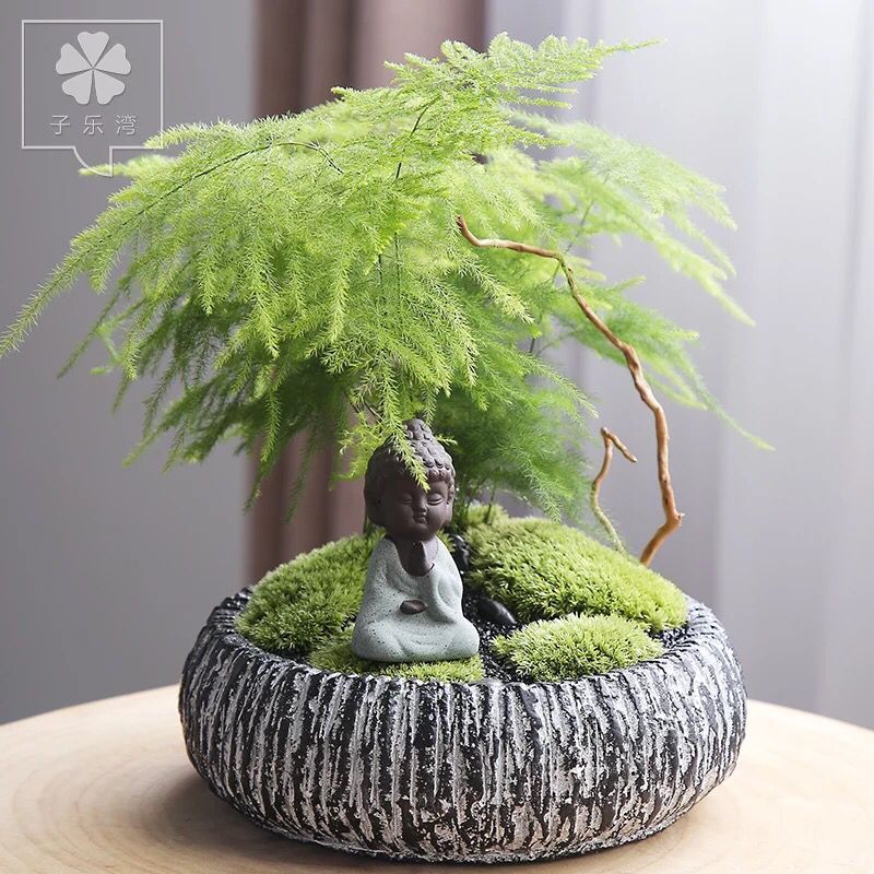 為什么植物容易死亡，具體有哪些原因？