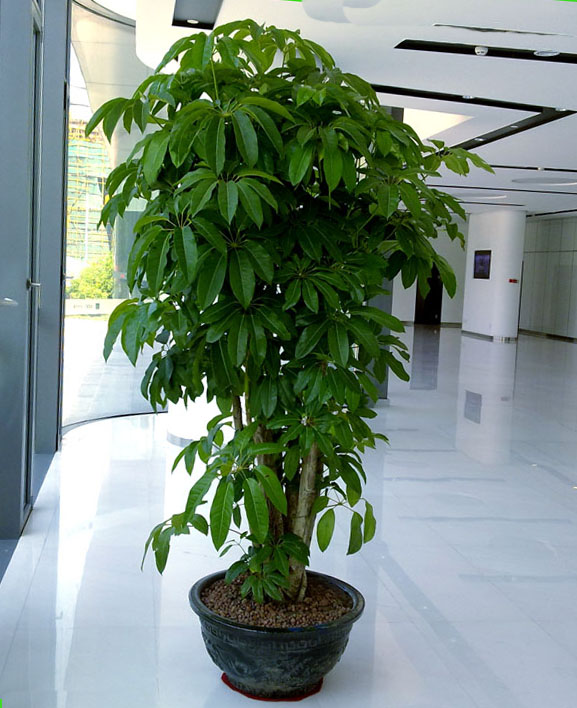 什么是搖錢樹？植物租賃過程中搖錢樹是如何養(yǎng)護的