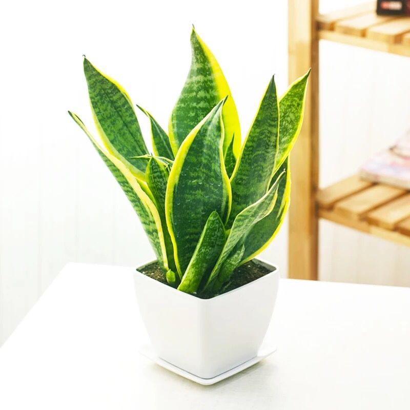 【除甲醛植物】虎尾蘭的養(yǎng)護(hù)技巧