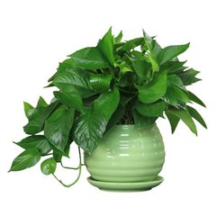 為什么說綠蘿有“頑強的生命力”？