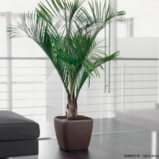 植物租賃公司能提供哪些服務(wù)？