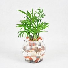 辦公室植物租擺選擇有講究，植物的正確擺放你知道嗎