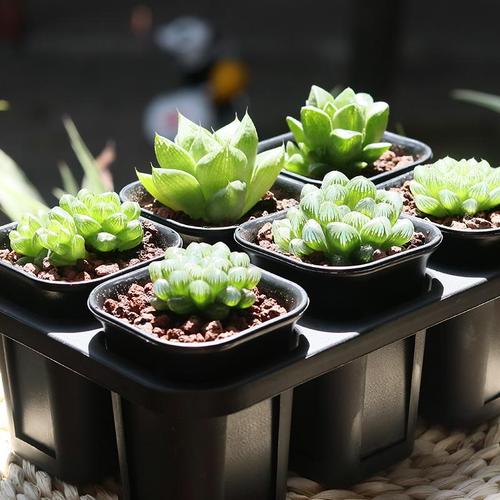 植物葉子原來有這么多玩法！