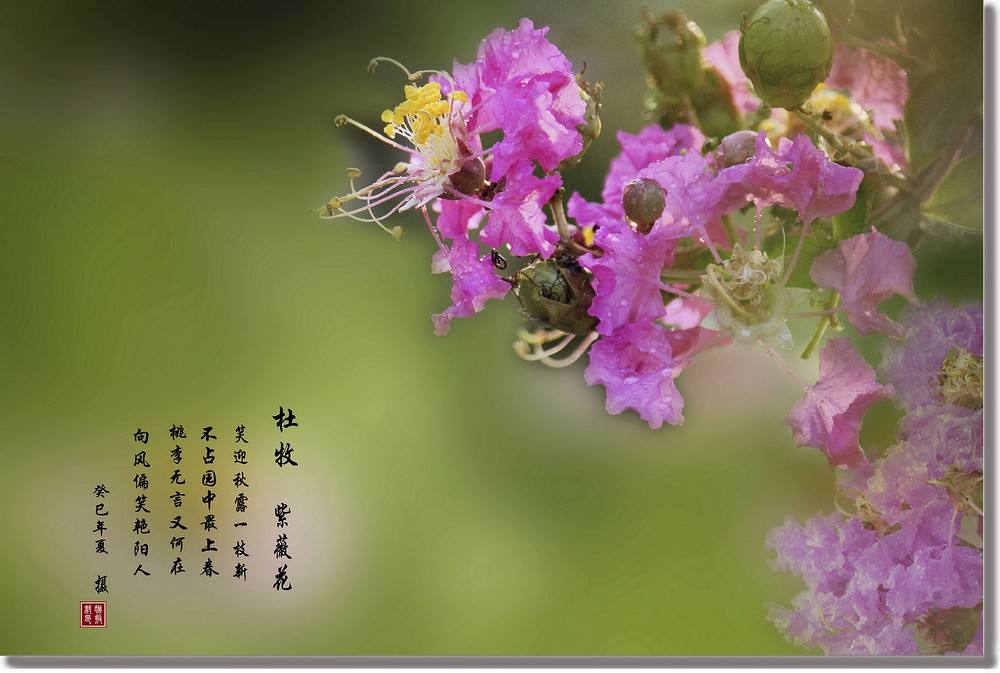 識花丨秋風漸起，紫薇未央