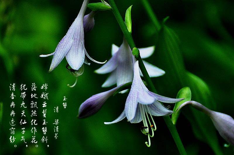 這幾種好養(yǎng)有耐陰的植物，朋友看了都想搬回家~