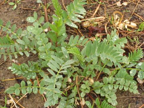 花卉拍照小技巧趕緊Get起來哦