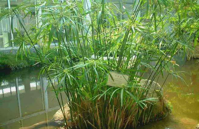 綠植葉片養(yǎng)護的四個要點