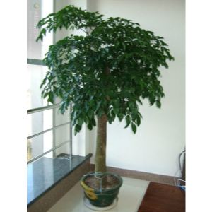 家里的幸福樹怎么才能養(yǎng)好？