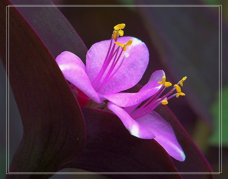 你平時(shí)用自來(lái)水澆花？用過(guò)醋、牛奶、鹽水...等等嗎？