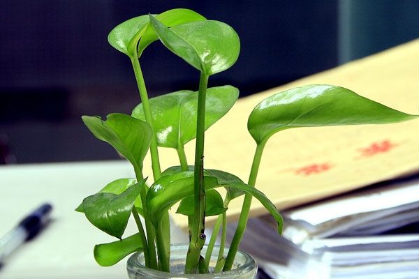 冬天綠蘿凍傷怎么辦？有什么解決辦法？