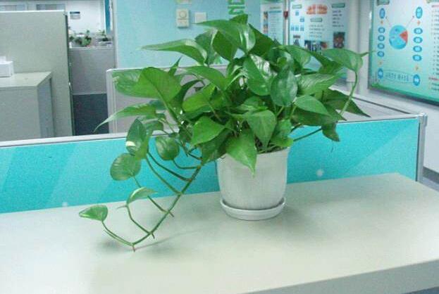 辦公室綠植租擺養(yǎng)護方案講解