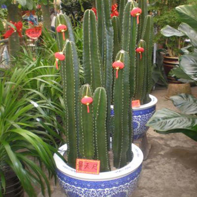 INS上最火爆的幾種網(wǎng)紅植物！看看有沒有你喜歡的！