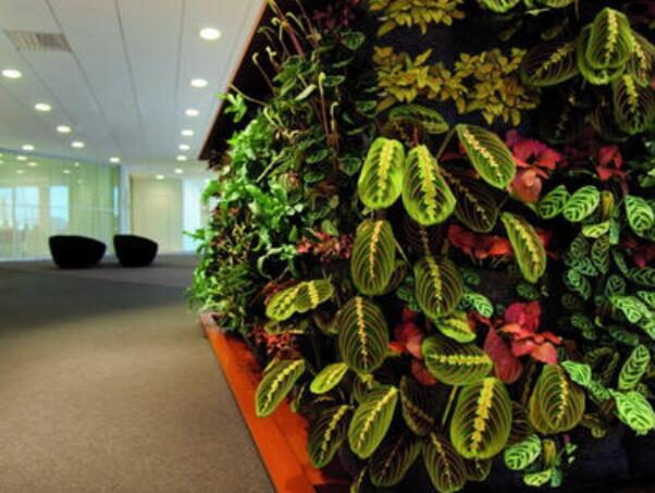 歐式的裝修風(fēng)格比較適合搭配哪些植物？