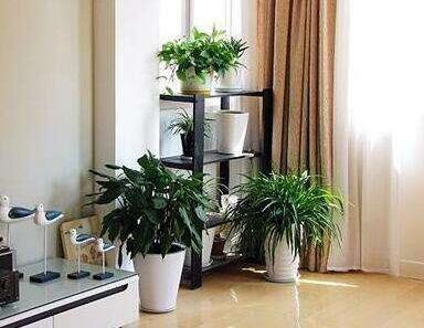 富貴竹籠應(yīng)該如何養(yǎng)護(hù)？