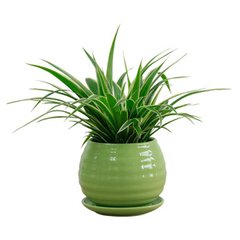 重慶常見植物的養(yǎng)殖方法