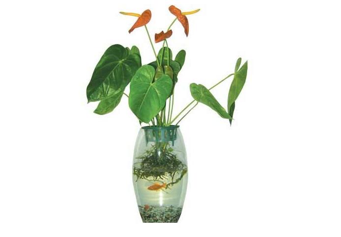 花市哪些植物更受歡迎？