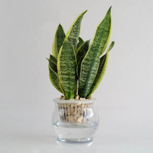 常見植物綠蘿、君子蘭、虎皮蘭、山茶花、吊蘭的養(yǎng)殖方法