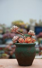 重慶花卉常見病如何防治？