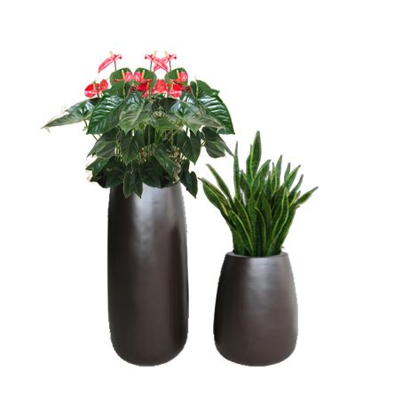 重慶植物租擺養(yǎng)護澆水五要點