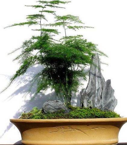 適合家庭栽種的植物要具備那些特性？