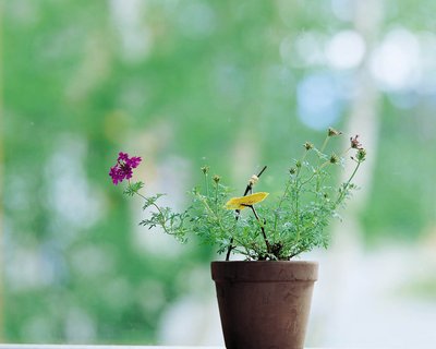 重慶綠化養(yǎng)護技術措施