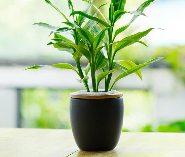 重慶富貴竹培養(yǎng)注意事項