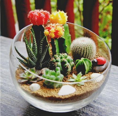 夏季花卉的養(yǎng)護(hù)方法