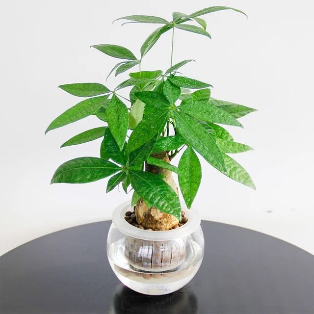 發(fā)財樹如何養(yǎng)護(hù)