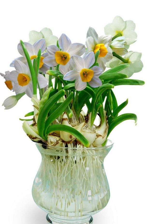 水仙花的護(hù)養(yǎng)要點(diǎn)