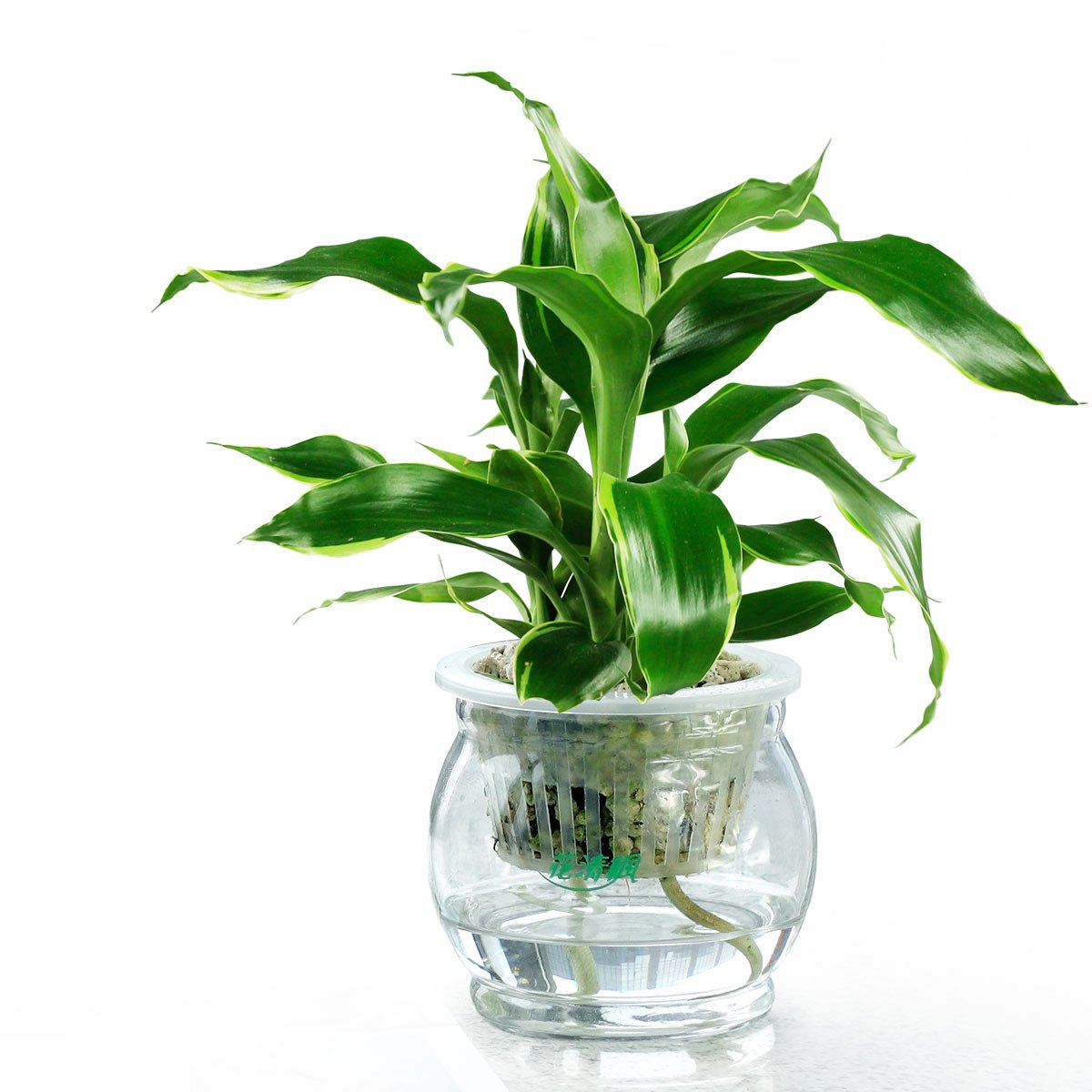 水培植物的養(yǎng)護方法有哪些？