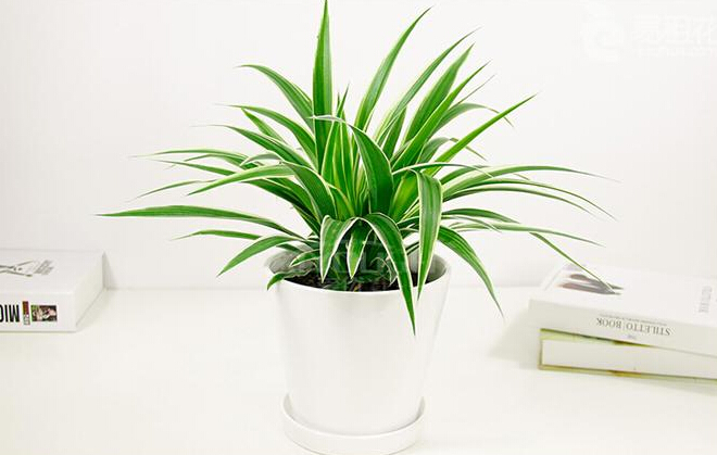 辦公室綠化實(shí)用的幾個(gè)小技巧