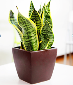 植物租擺的方式是人們正在逐漸改變的形勢