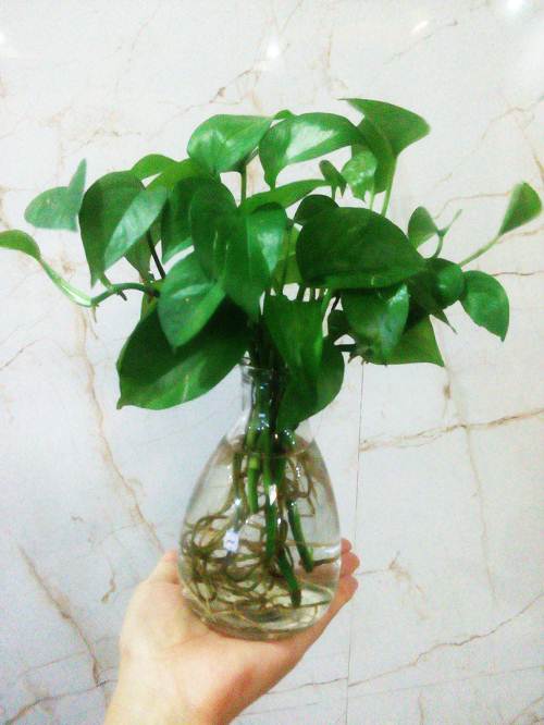 植物租擺:盆栽綠蘿養(yǎng)護方法