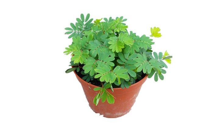 植物租賃知識:臥室不能擺放哪些植物