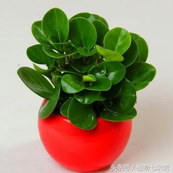 植物租賃:如何讓植物成活更久