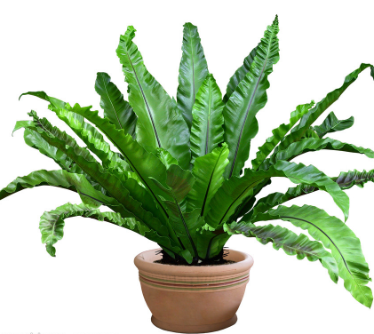 植物租賃陪你度過了一整個夏天