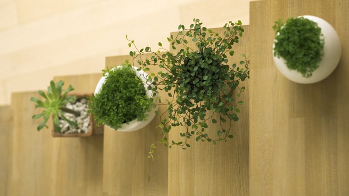 辦公室綠化植物你選對(duì)了嘛？