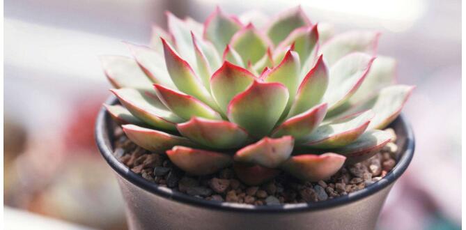 辦公室綠化如何做得更好？