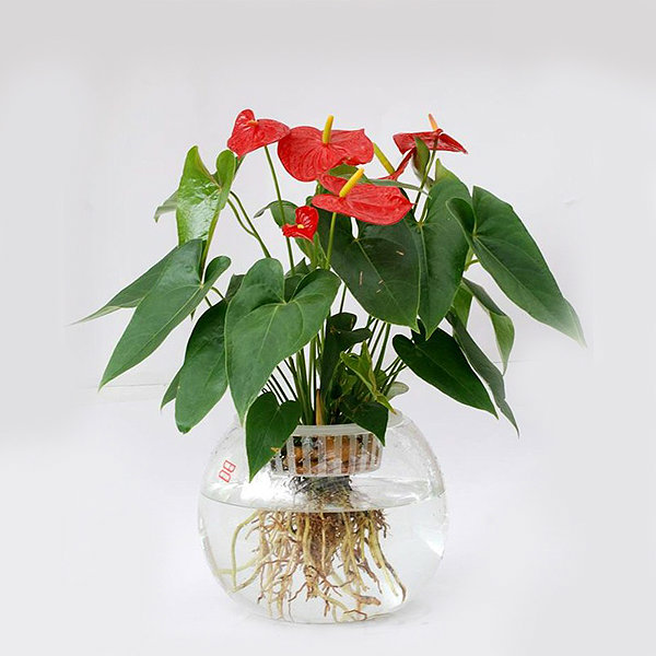 紅掌四季的養(yǎng)護方法