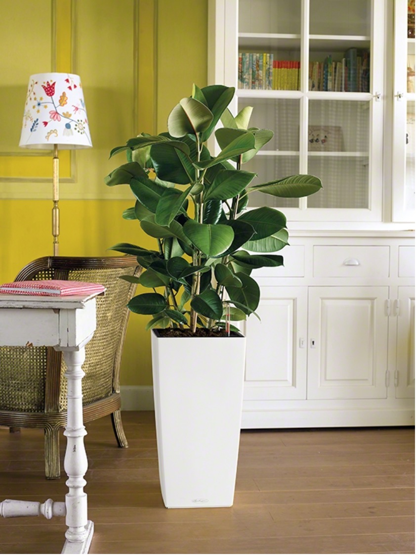 橡皮樹的主要價值